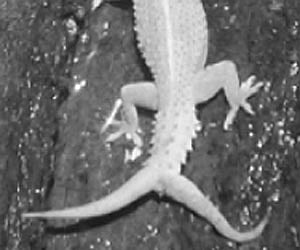 A lizard with two tails