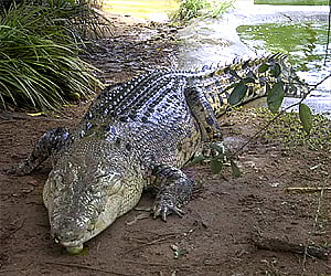 Saltwater crocodile: Wikimedia commons image. All rights acknowledged