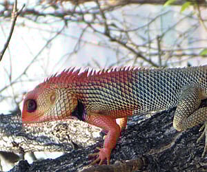 (Express News Photo)