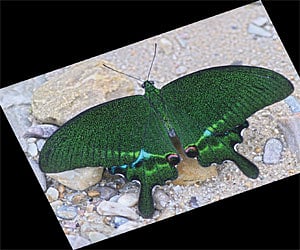 (Express News Photo)