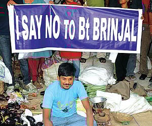 Greenpeace activists on a drive against Bt Brinjal at the Erragadda Rythu Bazar in the city on Tuesday.
