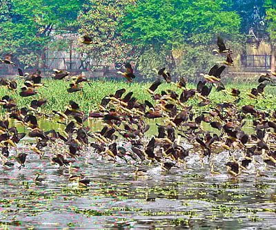 Nature-mate’s hyacinth cleaning mission has brought the birds back to Santragachi Jheel/Photographs by Tumpa Mondal