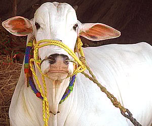 ‘Rearing Ongole bulls, a profitable proposition’