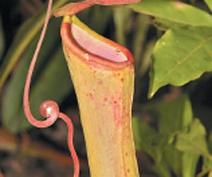 (Express News Photo)