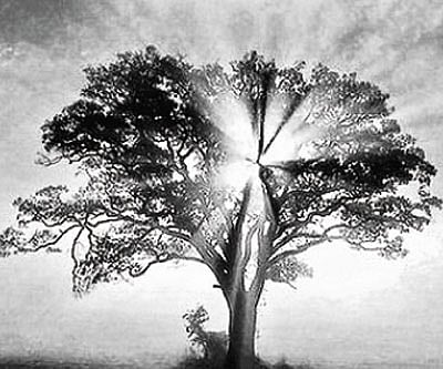 Harnessing the power of nature