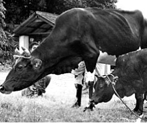 Diana, the smallest cow in the world, near a common cross-breed at the Veterinary College at Mannuthy in Thrissur