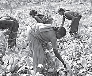 Women plucking kendu leaves in Patnagarh block of Balangir district.