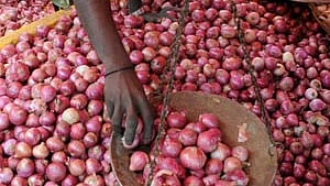 India exports over 45,000 tonnes onion after lifting ban 