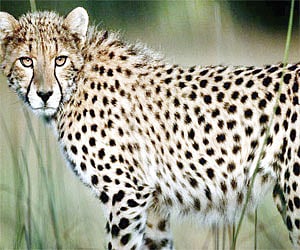 City zoo to get 4 cheetahs