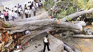 BBMP insurance scheme for tree fall 
victims on the cards