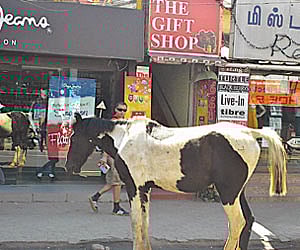 A horse roaming around on the Commercial Road in  Ooty | Express