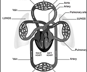 Lesser-known facts of the venous system