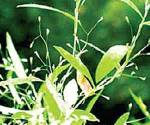 Extinct grass species rediscovered at Jog Falls