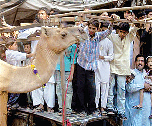 During the holy month, Muslims parade a camel through streets before it is sacrificed on the first Friday of Ramadan in Hyderabad.