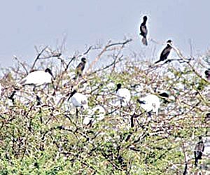 The Tamil Nadu forest department conducted phase II of the terrestrial bird census on March 3 and 4 across the state.