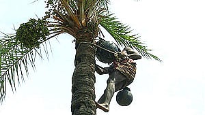 A man taps toddy from atop a palm tree