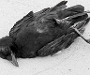 Mass Crow Deaths Trigger Flu Fears