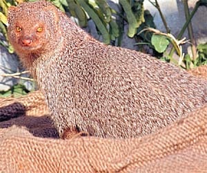 Rikki Tikki Tavi comes visiting