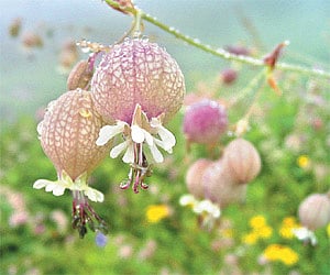 Valley of Flowers: Paradise on earth