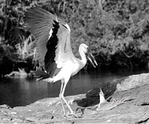 A bird watcher’s paradise