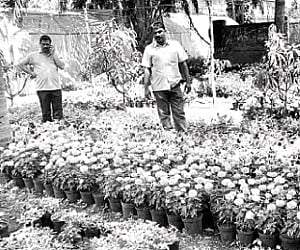 A garden with various kinds of flowers at Sirsi I Express Photo