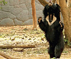 snack time: A sloth bear reaches for a ‘honey comb’ put up in its enclosure at the Arignar Anna Zoological Park | EPS