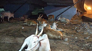 Representative image of cows.