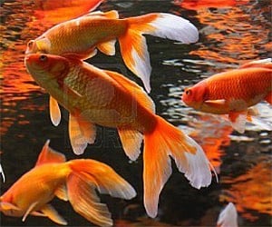 Finned ambassadors of good chi