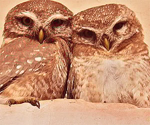 Spotted owlets get cozy