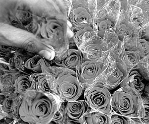 A high-flying career in the wings