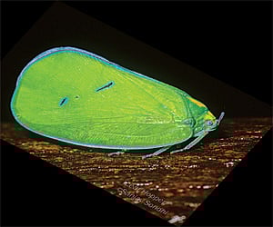 (Express News Photo)