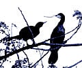 A pair of rare birds at Attiveri Bird Sanctuary resting on a tree | Express photo