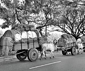 A convoy of bullock carts making their way to Nemmara in Palakkad district from the Pollachi market | Express Photo