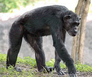 (Express News Photo)