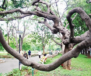 MN Krishna Rao park in Basavanagudi is one of the oldest parks in the city| Suresh Nampoothiri.