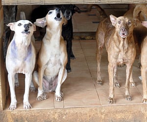 Street dogs serve the community, asserts Blue Cross co-founder Dr S Chinny Krishna.