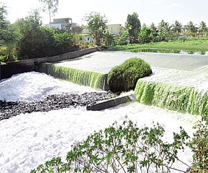 Bellandur lake is one of the most polluted lakes in the city | Express photo