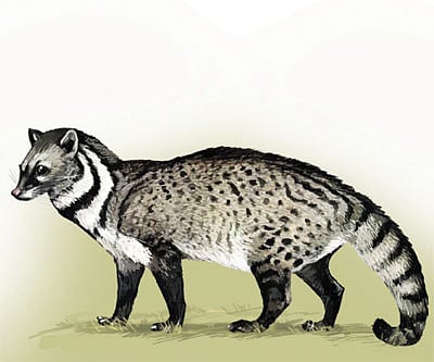 The mystery civet