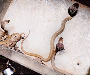 (Above) Rescued snakes; (Right) A snake rescuer holds three snakes | Vinod Kumar T