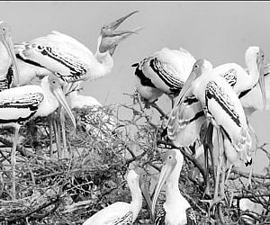 A flock of migratory birds in Kolleru lake wildlife sanctuary.
