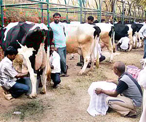 Farmers taking part in a cow milking competition organised in the city on Sunday. (EPS)