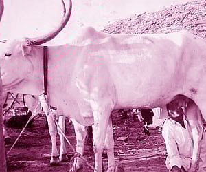 Rachappa Irrappa Tangadi sucking one of his cows before it starts giving milk. He has been doing it every day for 70 years.