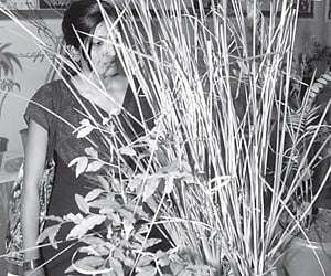 Ayurvedic medecine fair in city