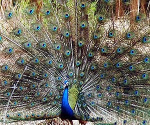 The peacock is protected as India's national bird. (File photo)
