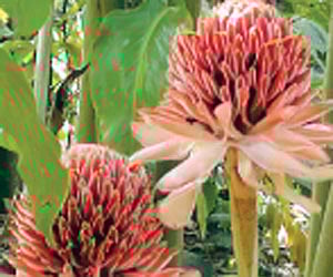 The lilies of Raji’s fields