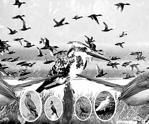 The Munderikkadavu wetland is a destination for more than 100 rare species of birds.