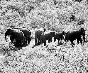 In the path of the pachyderm