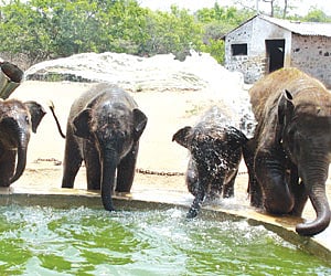 Adopt and pay for their upkeep