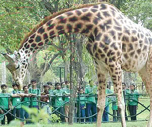 Wandering down Chennai’s wild side