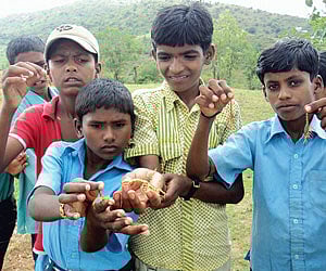 Children catch scorpions and play with them